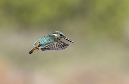Animal, Bee Eater, Bird, Flying, Jay